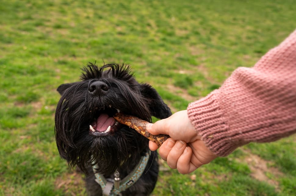 Es seguro dejar a mi perro en una residencia canina